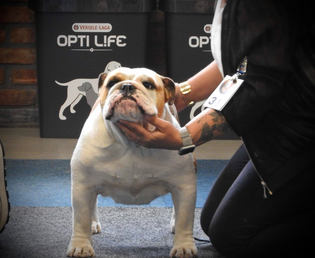 CH. Waouh Sexy Bully