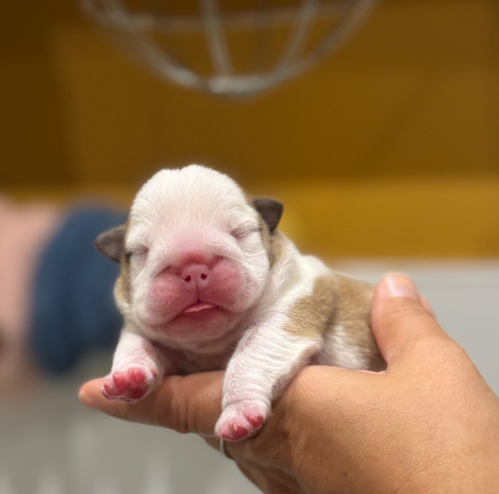 Old Crown Kennel - Chiots disponibles - Bulldog Anglais