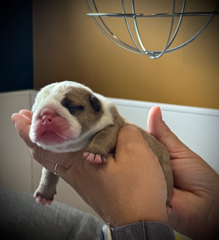 Old Crown Kennel - Chiots disponibles - Bulldog Anglais