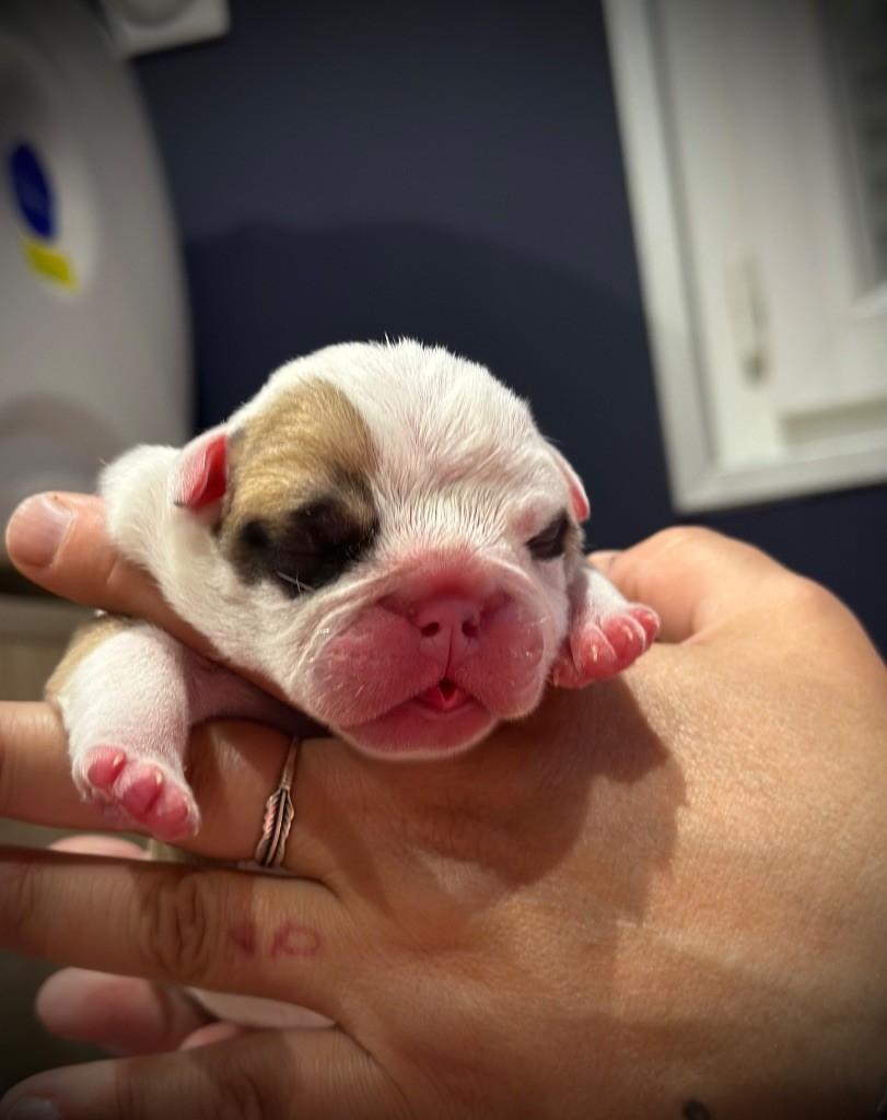 Old Crown Kennel - Chiots disponibles - Bulldog Anglais