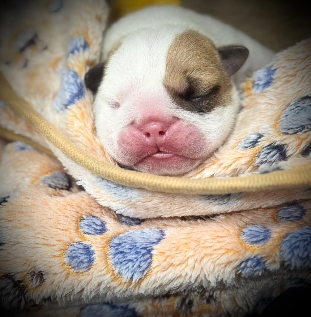 Old Crown Kennel - Chiots disponibles - Bulldog Anglais