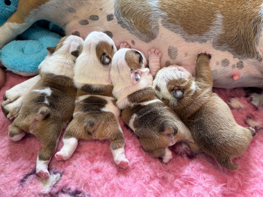 Old Crown Kennel - Bulldog Anglais - Portée née le 21/08/2025